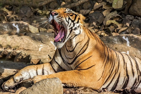 Indija zlatni trokut I NP RANTHAMBHORE